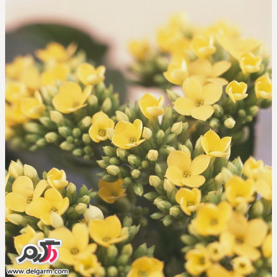 نگهداری گیاه در خانه