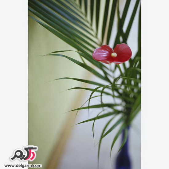 نگهداری گیاه در خانه