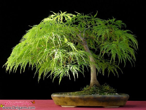 آشنایی با بن سای