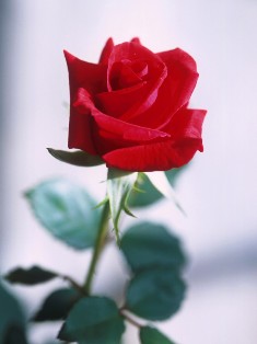 هر گلی یه بویی داره!