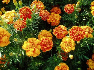 هر گلی یه بویی داره! 