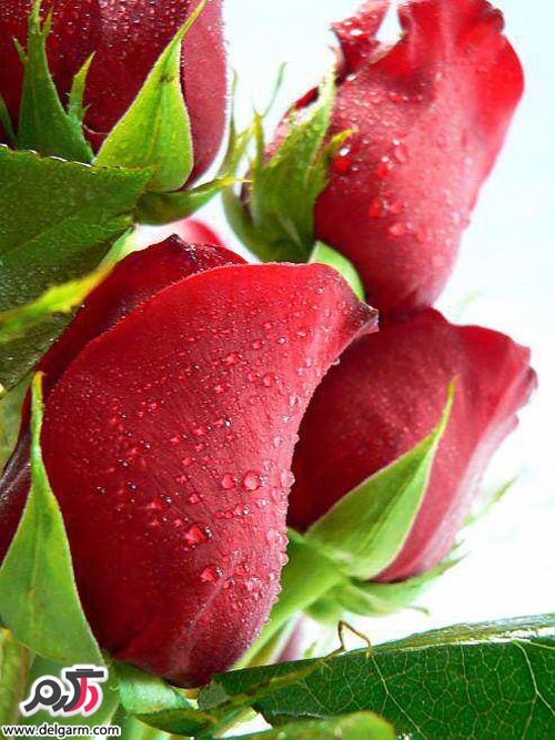 همه چیز در مورد گل رز (2 نکته مهم)