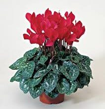 معرفی گیاه سیکلمن (2 نکته مهم)