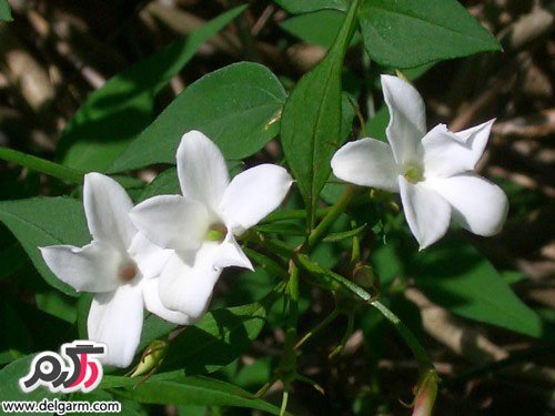 پرورش و نگهداری گل یاس سفید (2 نکته مهم)