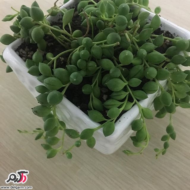 ساکولنت غوره ای
