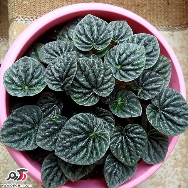 معرفی گل پیرومیا
