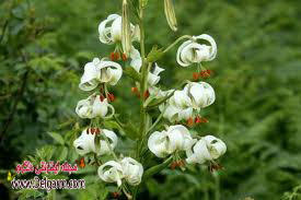 گل سوسن