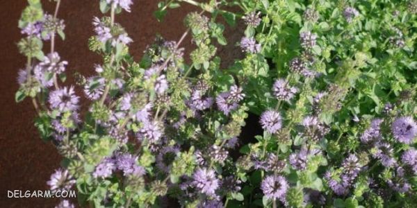 گیاهان تلخ و درمان اسید معده پایین