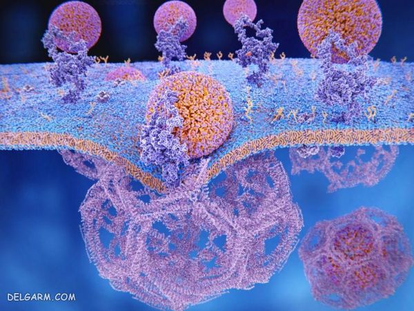 هیپرلیپیدمی (Hyperlipidemia)