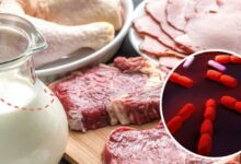 عفونت لیستریا چیست و چگونه منتقل می شود ؟ (2 نکته مهم)