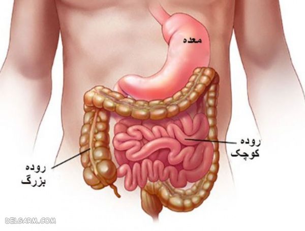 معده