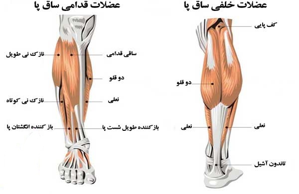 کشش ساق پا