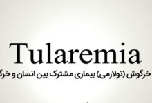 تب خرگوش (تولارمی) بیماری مشترک بین انسان و خرگوش (2 نکته مهم)