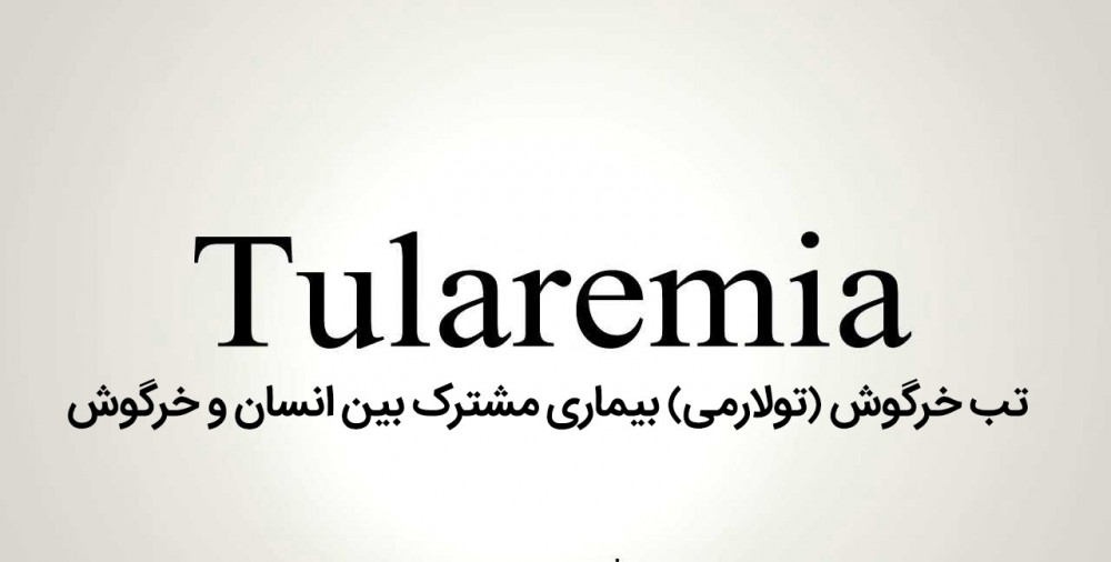 تب خرگوش (تولارمی) بیماری مشترک بین انسان و خرگوش (2 نکته مهم)