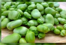 همه چیز در مورد بیماری خطرناک فاویسم (2 نکته مهم)