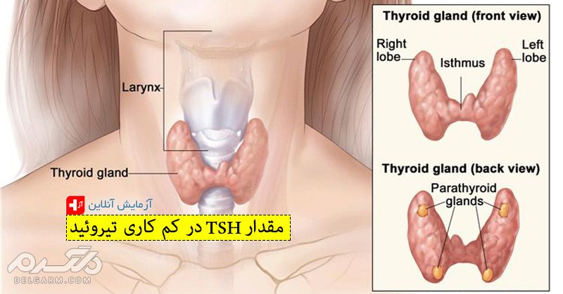 اگر همیشه سردتان است حتما بخوانید (2 نکته مهم) کم کاری تیروئید