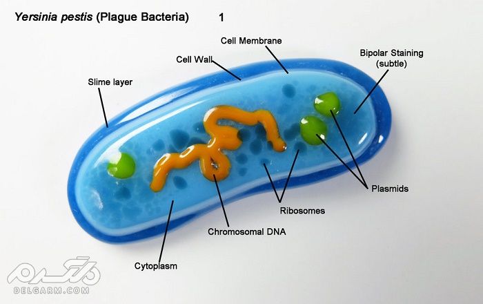 یرسینیا پستیس