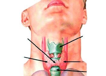 علت پرکاری و کم کاری تیروئید چیست؟ (2 نکته مهم)