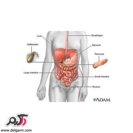 آیا شما رودل می‌کنید؟