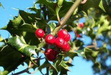 گیاه کوله‌ خاس و خواص درمانی باورنکردنی آن (2 نکته مهم)