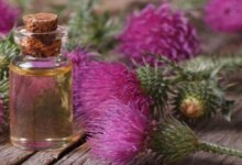 خواص دارویی و درمانی روغن خار مریم (2 نکته مهم)