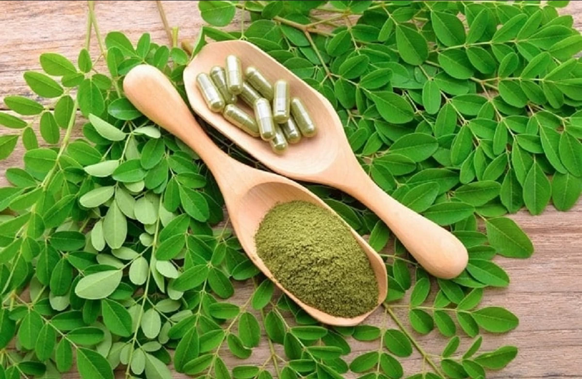 نحوه مصرف مورینگا برای استفاده از نهایت خواص این گیاه ! (2 نکته مهم)