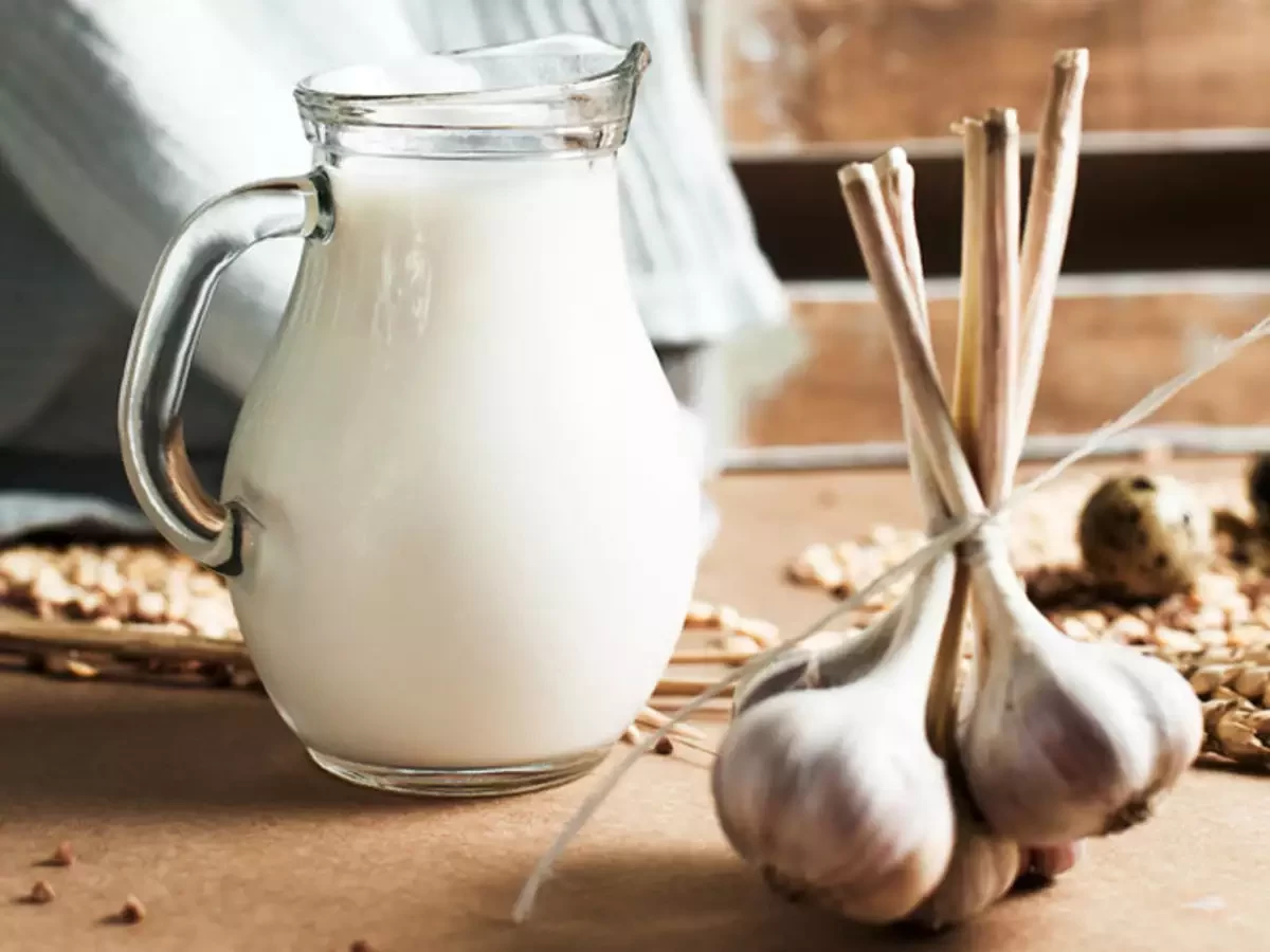 فواید شیر سیر برای درمان سیاتیک : مصرف آن به چه افرادی پیشنهاد می شود ؟ (2 نکته مهم)