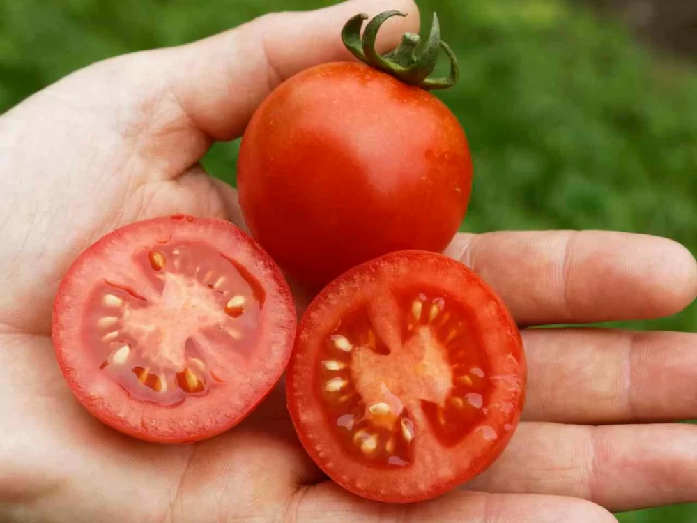 خاصیت گوجه فرنگی