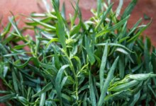 فواید درمانی و خواص عرق ترخون (2 نکته مهم)
