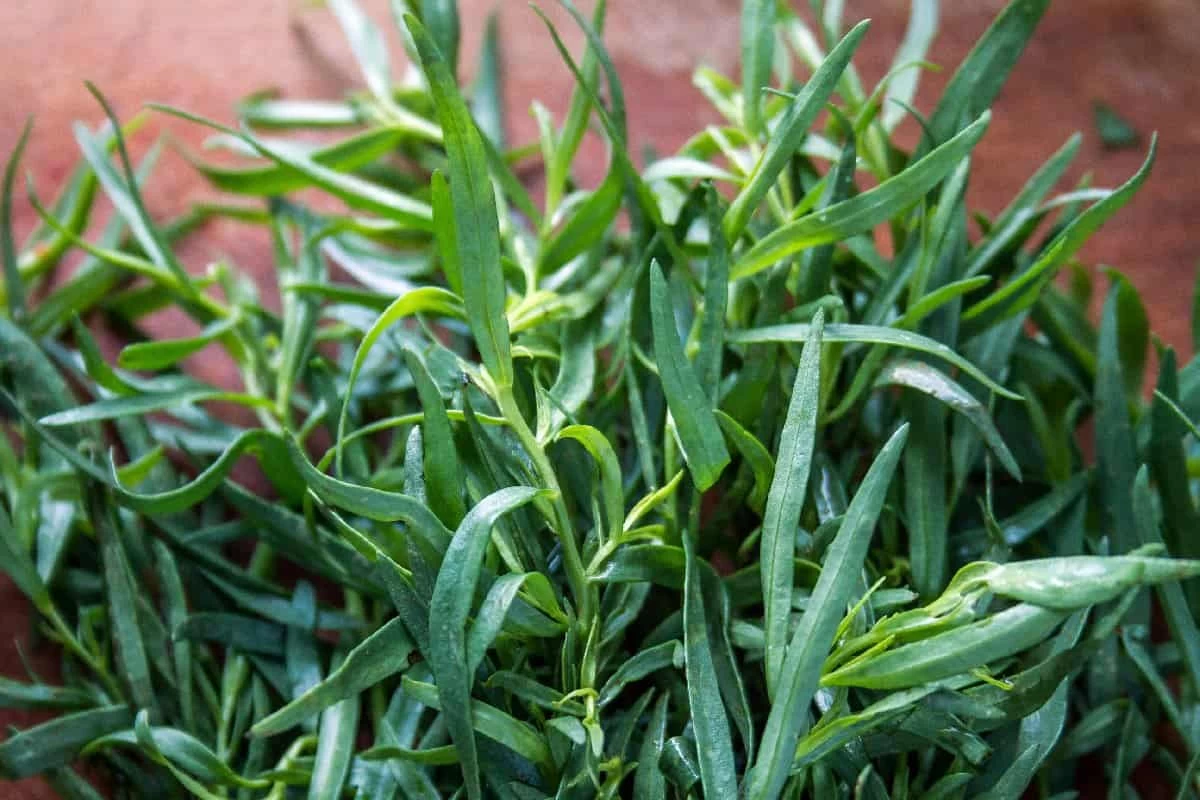 فواید درمانی و خواص عرق ترخون (2 نکته مهم) فواید درمانی و خواص عرق ترخون (2 نکته مهم)