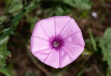 6 خاصیت شگفت انگیز گیاه پیچک صحرایی را بشناسید ! (2 نکته مهم)