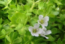 خواص گیاه باکوپا برای سلامتی و نحوه مصرف آن (2 نکته مهم)