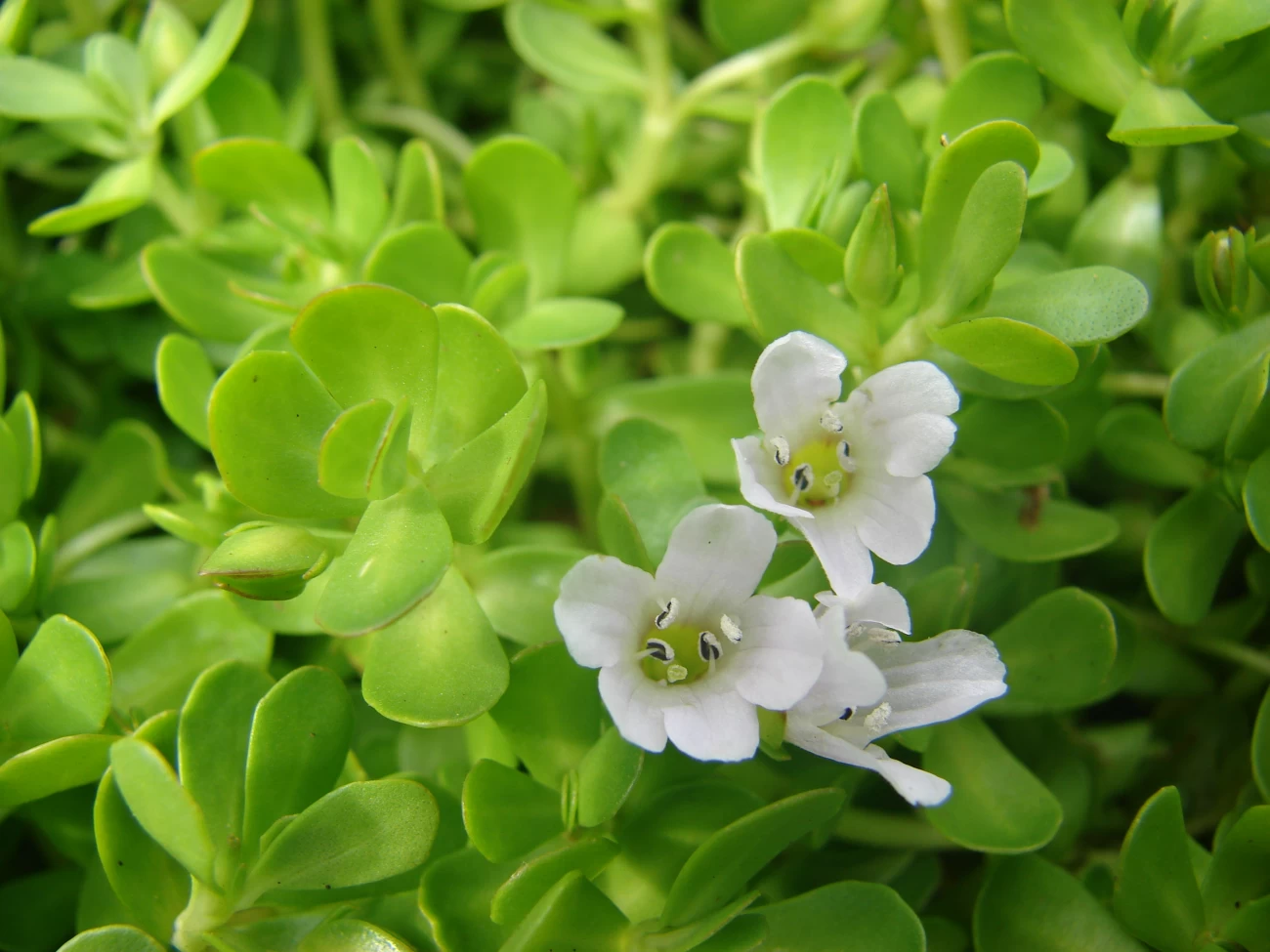 خواص گیاه باکوپا برای سلامتی و نحوه مصرف آن (2 نکته مهم)