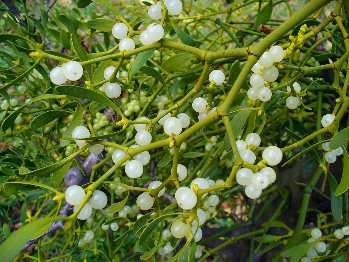 گیاه دارواش