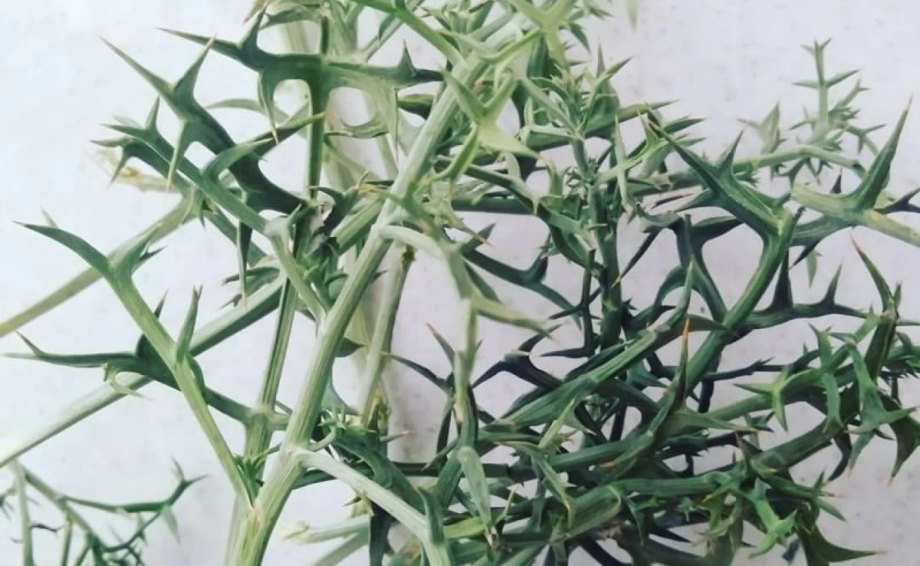 فواید خوشاریزه