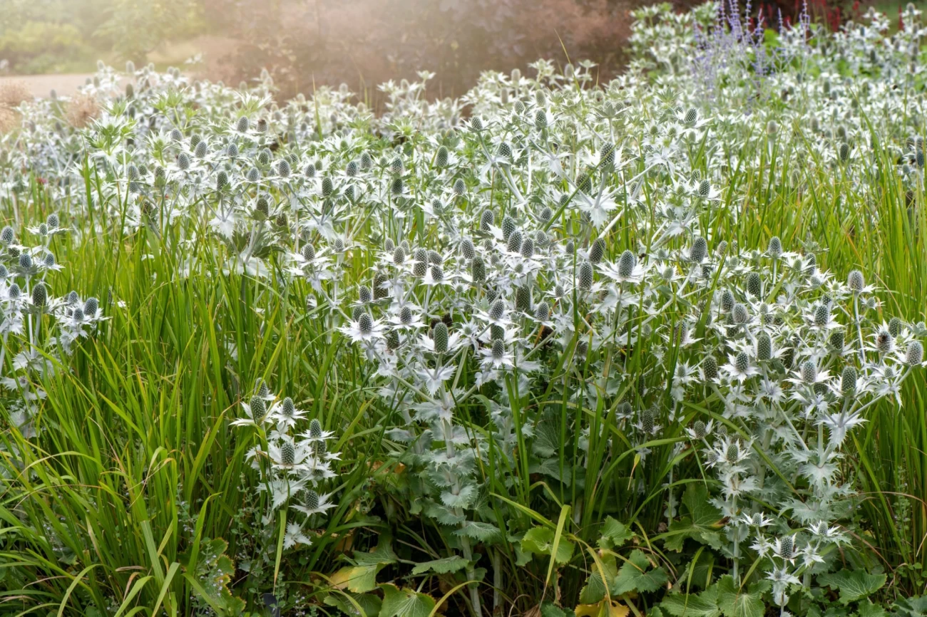 گیاه چوچاق چه مضراتی دارد؟