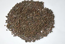 خواص مصرف گاودانه (کرسنه / کوروشنه) برای سلامت بدن (2 نکته مهم)