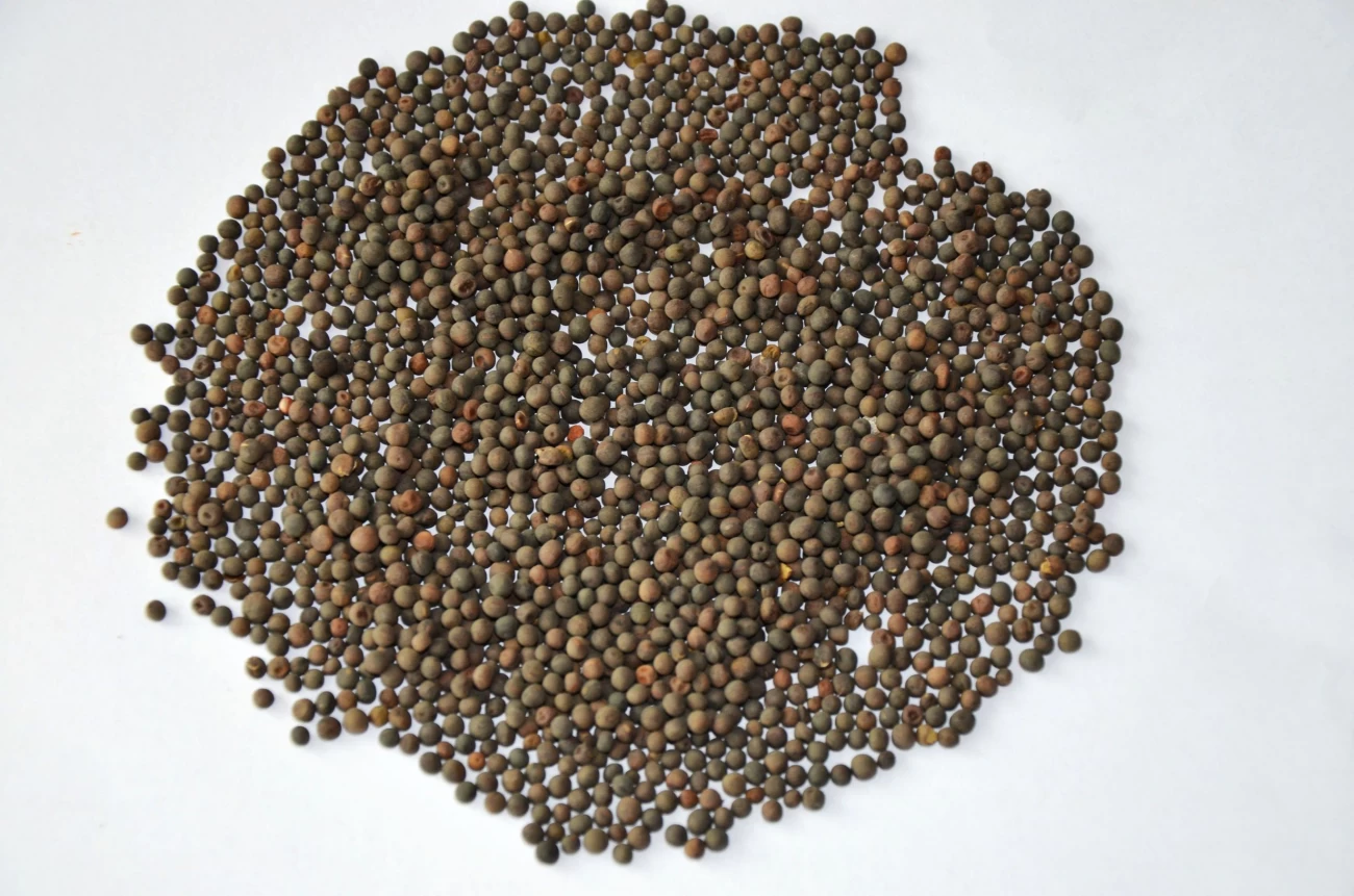 خواص مصرف گاودانه (کرسنه / کوروشنه) برای سلامت بدن (2 نکته مهم) خواص مصرف گاودانه (کرسنه / کوروشنه) برای سلامت بدن (2 نکته مهم)