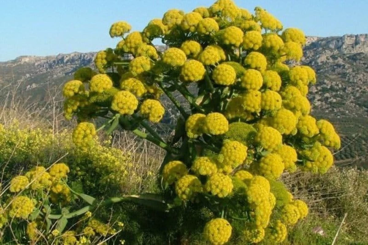 گیاه قسنی