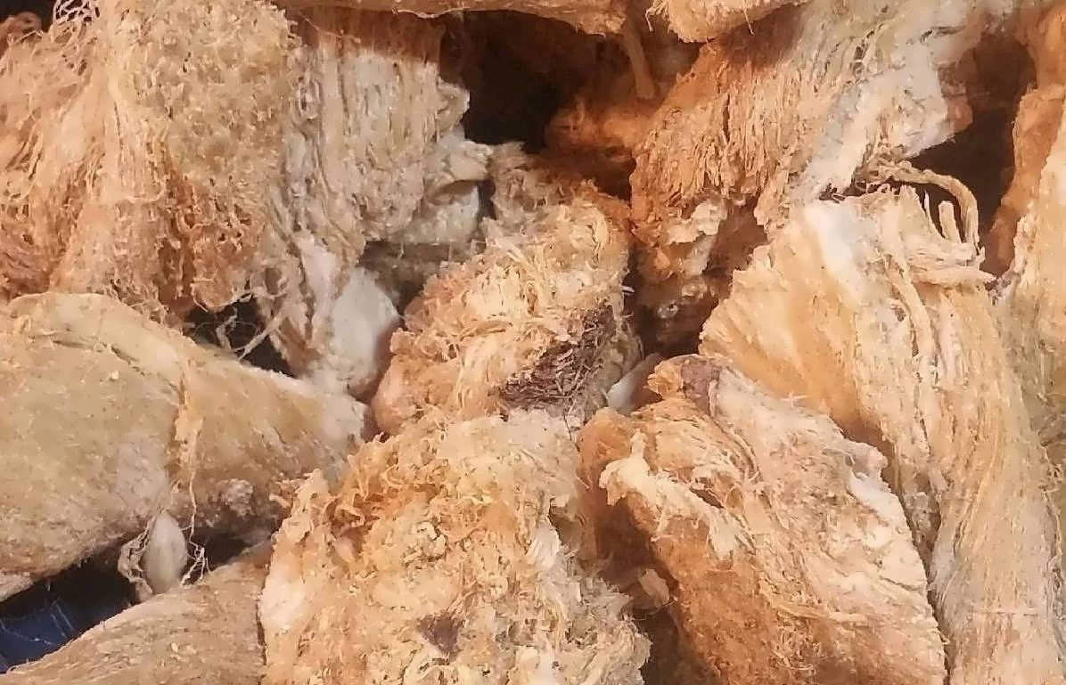 خاصیت ریشه قسنی برای سلامتی و زیبایی (2 نکته مهم)