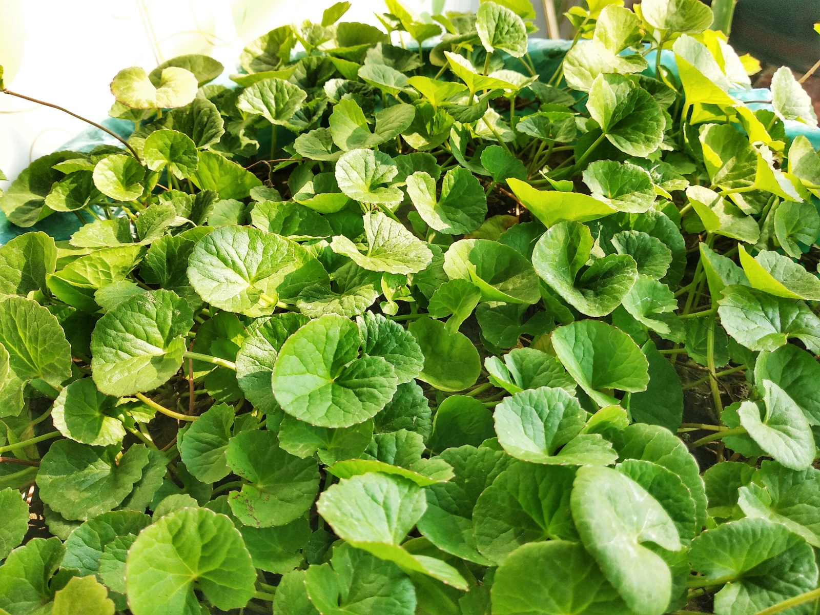 مضرات گیاه آب قاشقی 