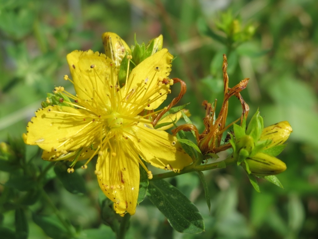 عکس از علف چای و مضرات آن