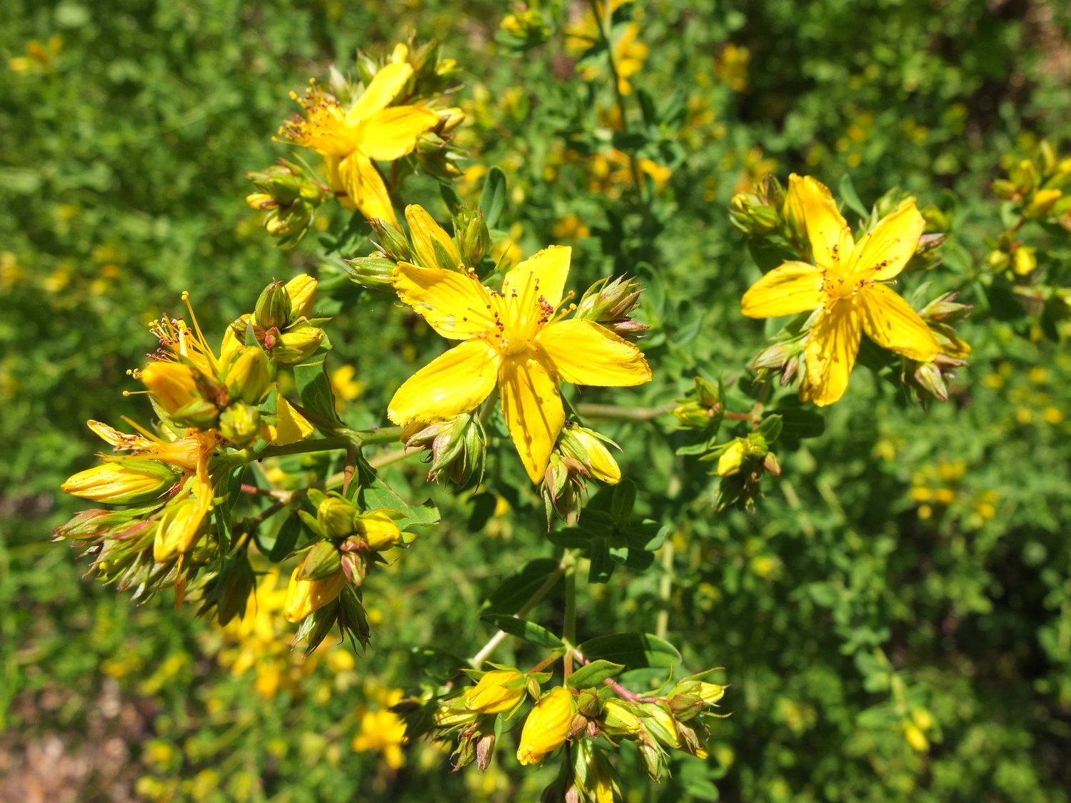 موارد مصرف علف چای