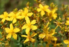 خواص علف چای چیست و چه طبعی دارد؟ (2 نکته مهم)