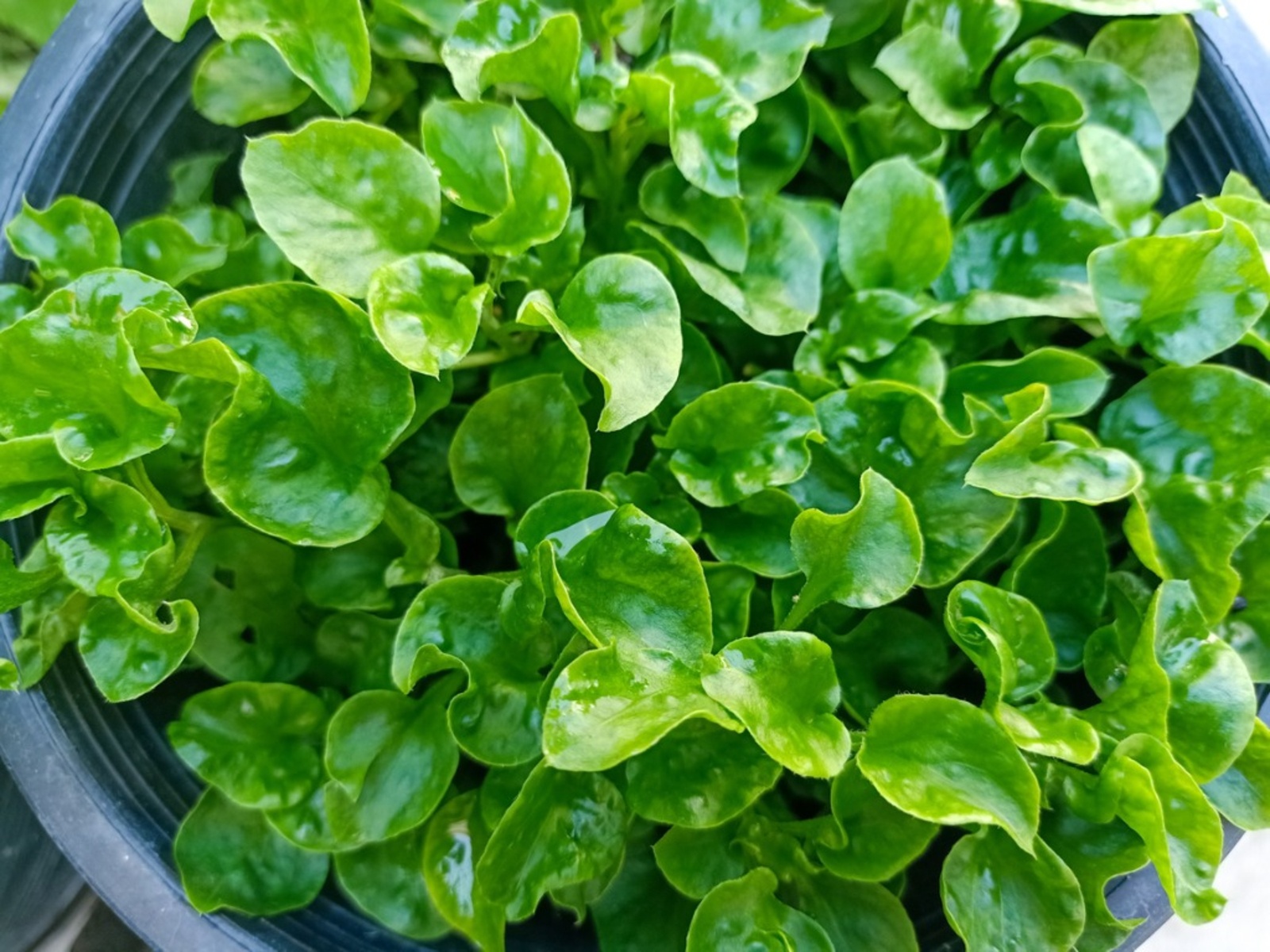 عوارض علف چشمه