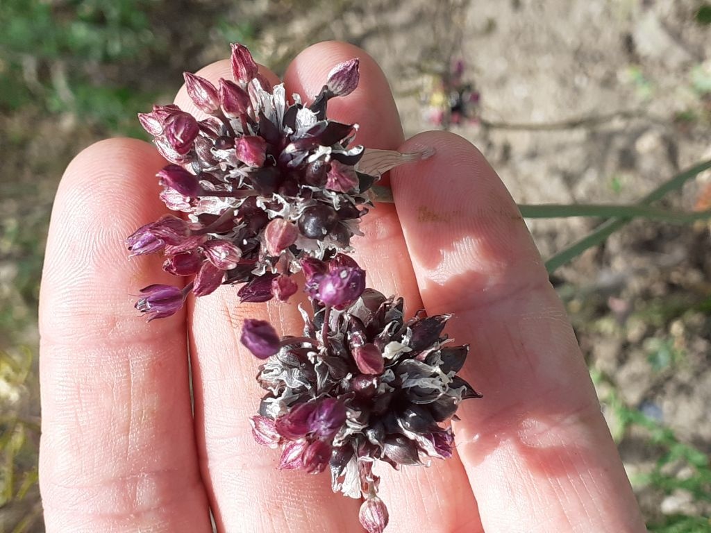 گیاه بن سرخ (بن سور) 