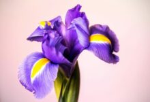 مزیت عرق زنبق برای بهبود انواع بیماری ها در طب سنتی (2 نکته مهم)