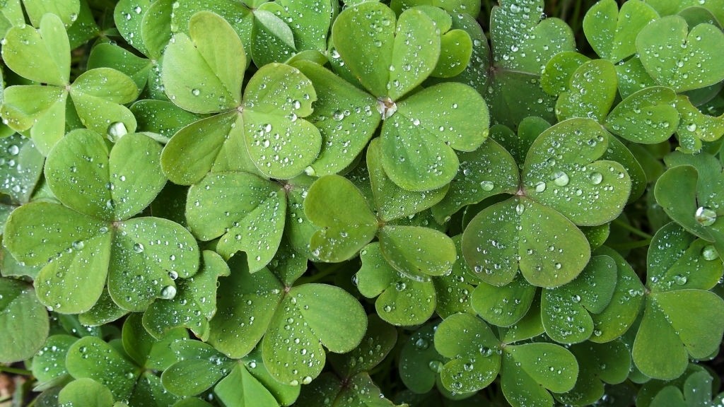 همه چیز در مورد شبدر (2 نکته مهم)