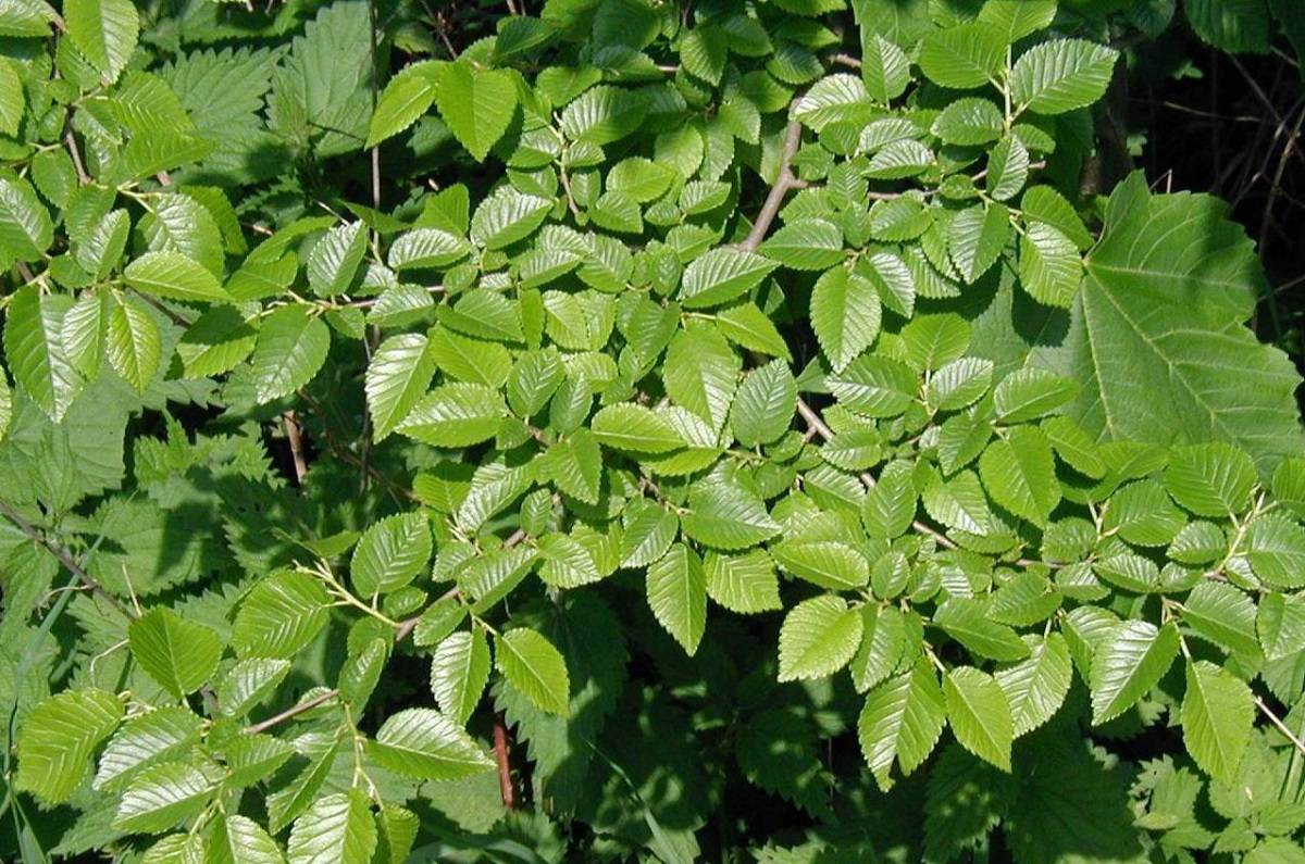 چند نسخه درمانی مختلف با گیاه دارویی نارون لغزنده (2 نکته مهم)