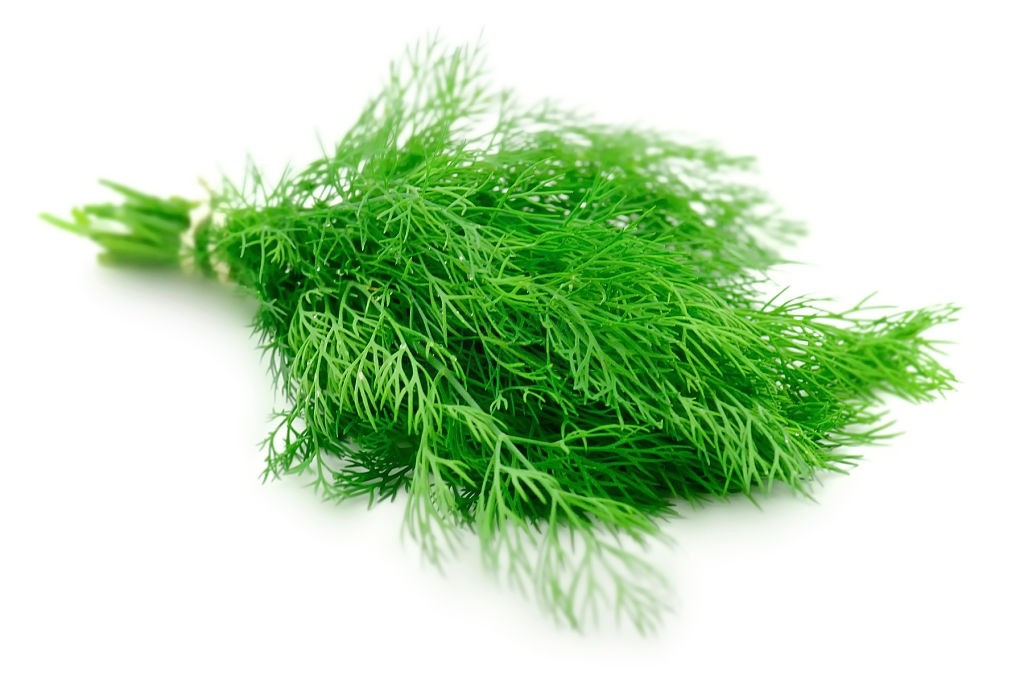 خواص معجزه‌ آسای چای شوید 
